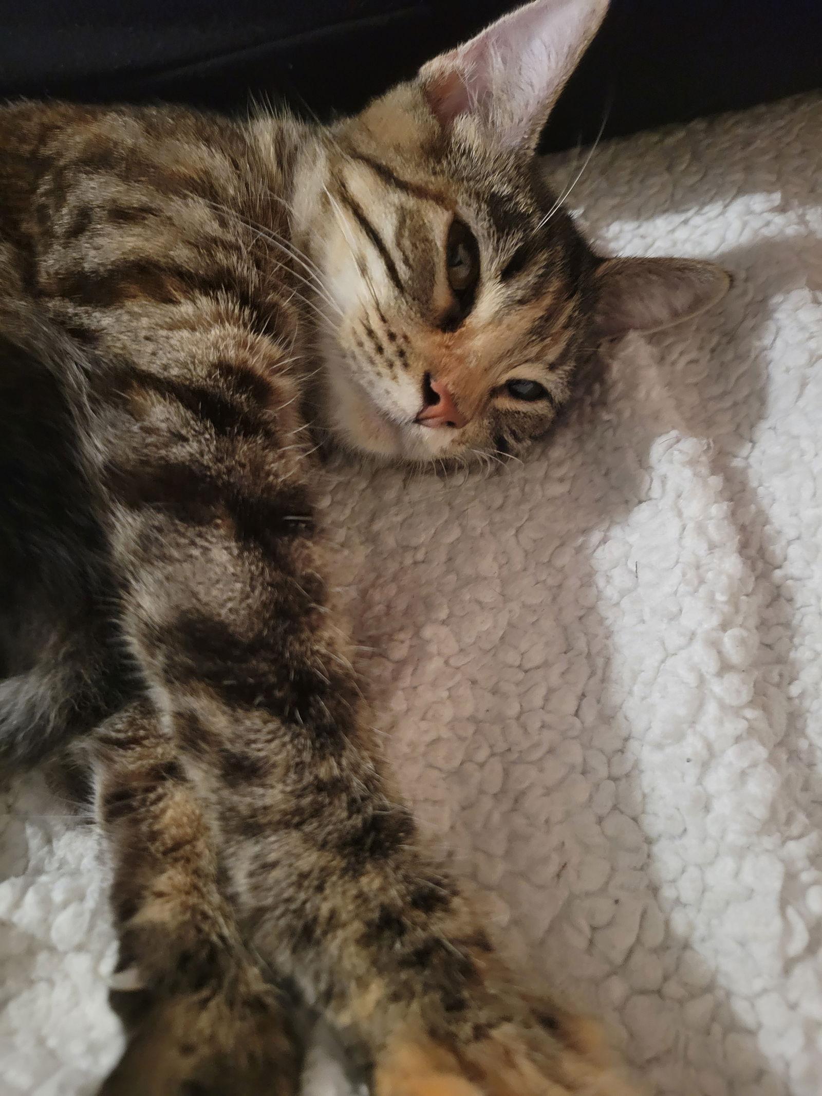 Acorn, a Adopted Domestic Short Hair in Lake Saint Louis, MO image 3/3