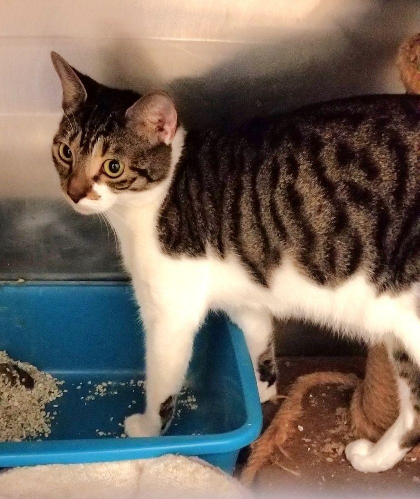 Enlarge MOMOSA (cc 7244), a Adoptable Domestic Short Hair in West Orange, NJ image 1/2