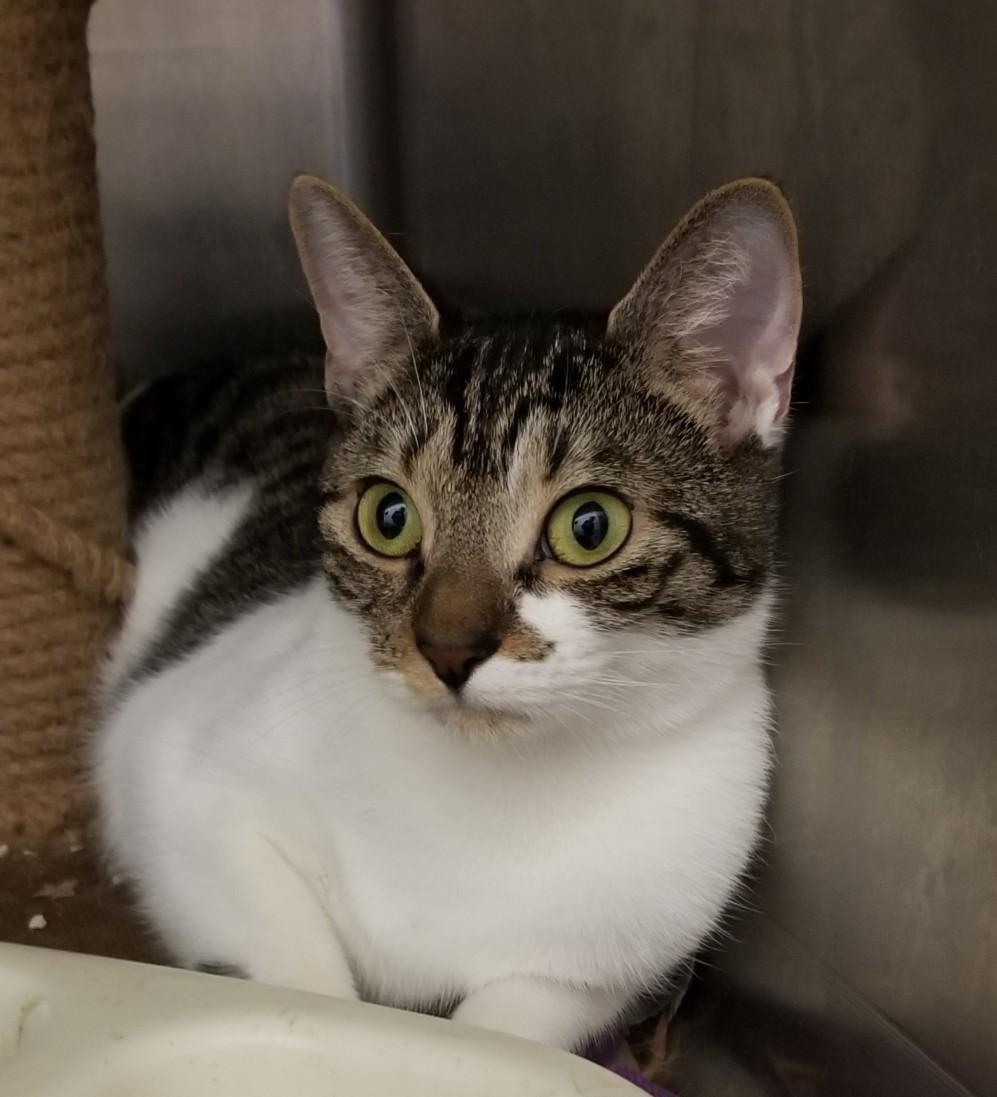 Enlarge MOMOSA (cc 7244), a Adoptable Domestic Short Hair in West Orange, NJ image 2/2