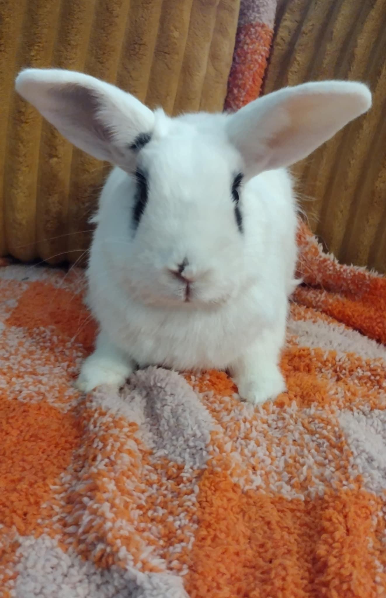 Enlarge Mahogany - Hotot Bunny, a Adopted Hotot in Logan, UT image 1/1