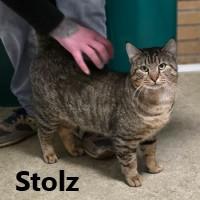 Stolz, ADOPTABLE, Adult Male Domestic Short Hair.