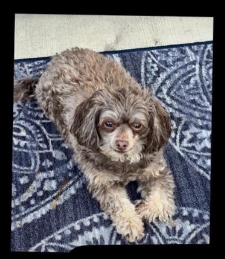 Enlarge Tonya - Sweet Loving Girl, a Adopted Miniature Poodle in Lafayette , IN image 1/2