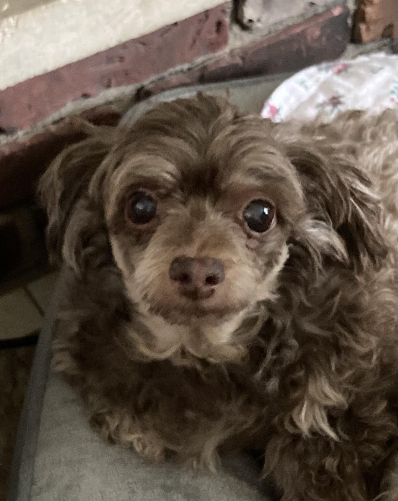 Enlarge Tonya - Sweet Loving Girl, a Adopted Miniature Poodle in Lafayette , IN image 2/2