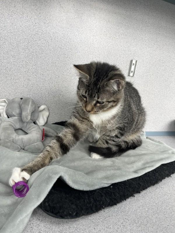 Alfie, Adoptable, Kitten Male Domestic Short Hair.