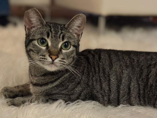 Enlarge Tiger, a Adoptable Tabby in Palo Alto, CA image 2/3