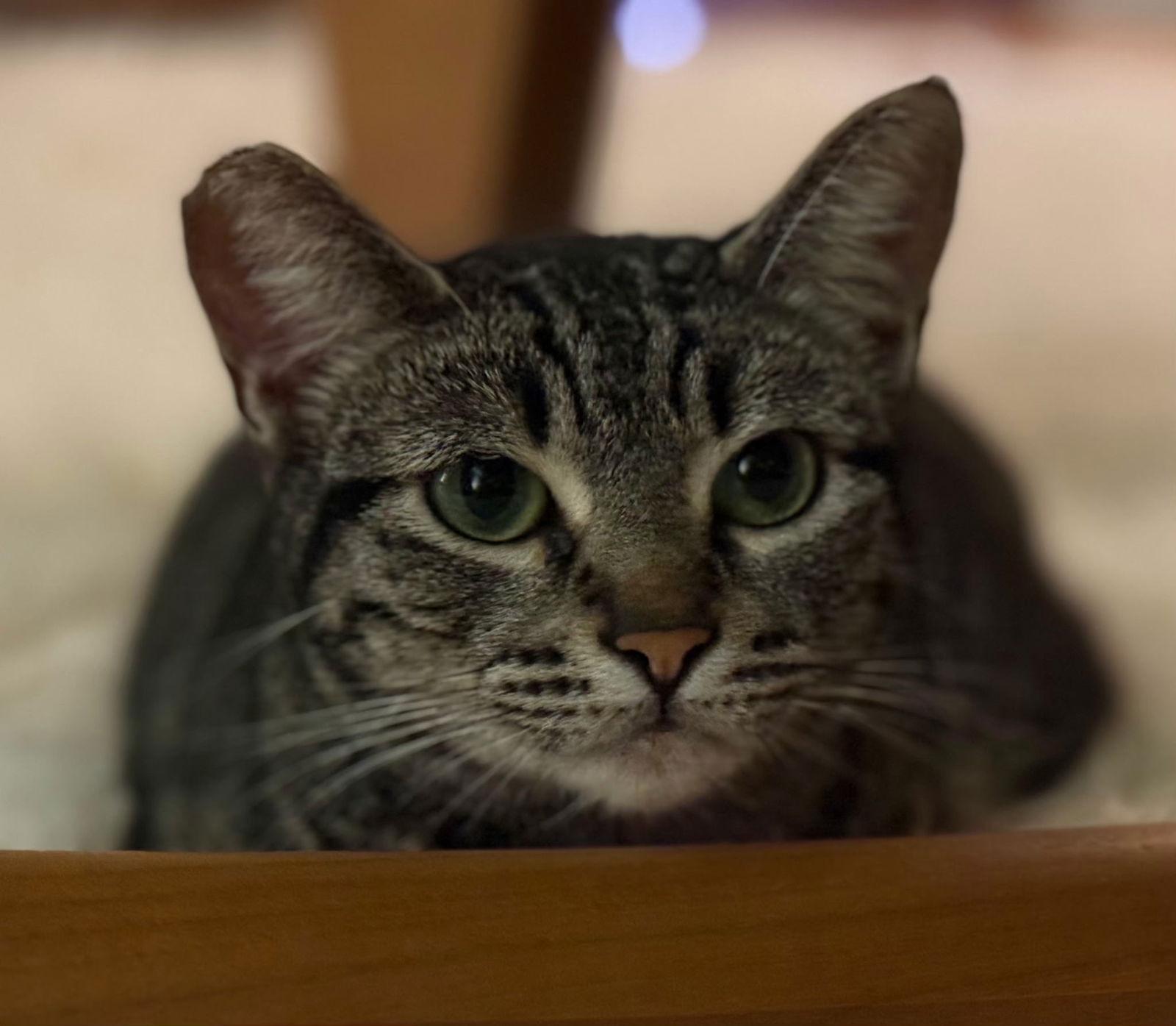 Enlarge Tiger, a Adoptable Tabby in Palo Alto, CA image 3/3