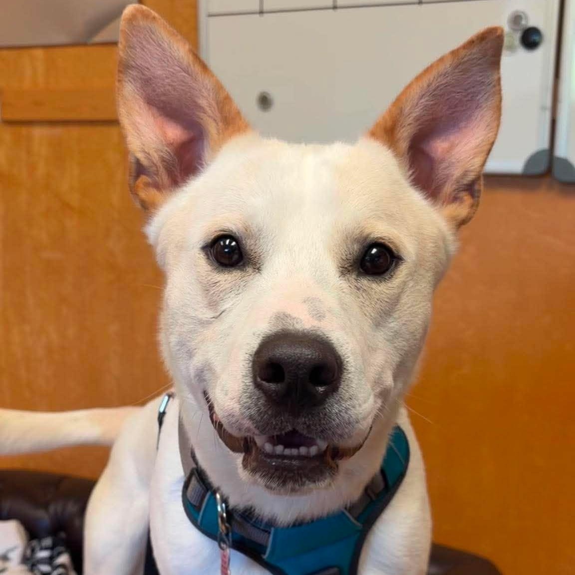 Beckett, adoptable, Young Male Shepherd.