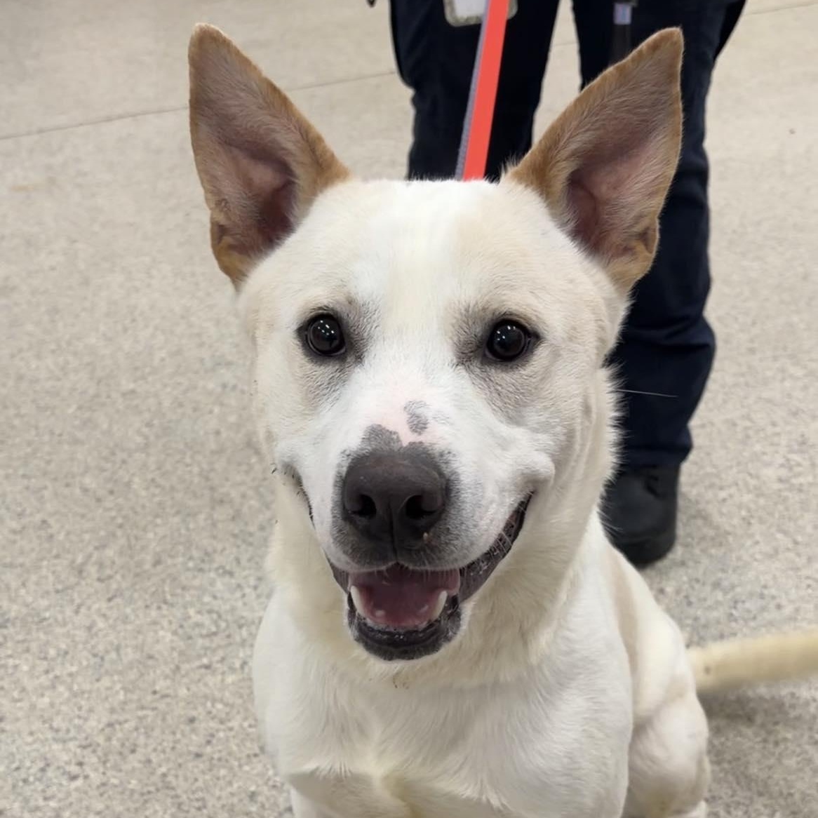 Beckett, ADOPTABLE, Young Male Shepherd.