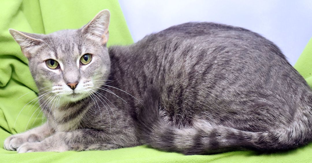 Enlarge Chip, a Adoptable Domestic Short Hair in Tierra Verde, FL image 2/2
