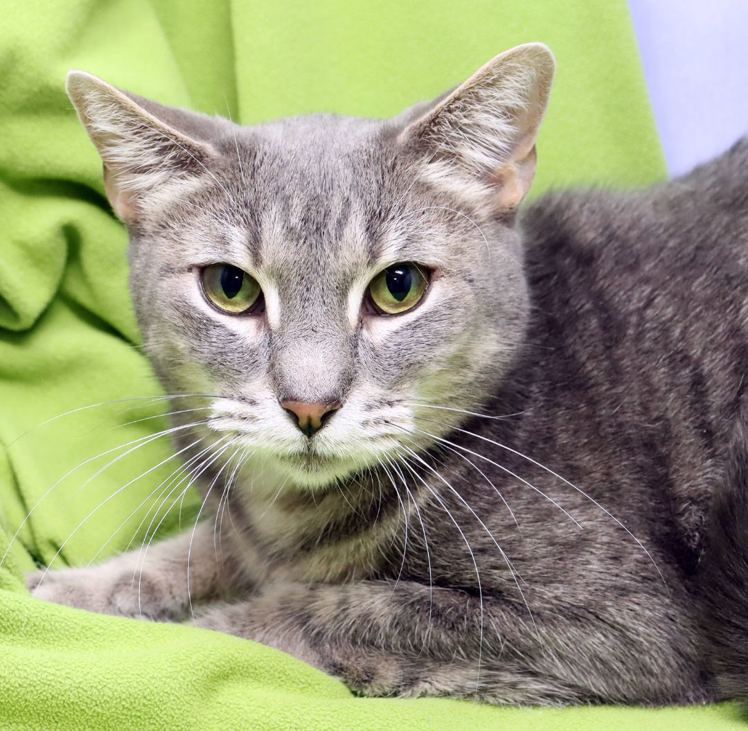 Chip, Adoptable, Adult Male Domestic Short Hair.