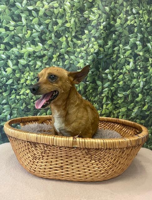 Chili, a Adoptable Chihuahua in Fort Worth, TX image 1/2