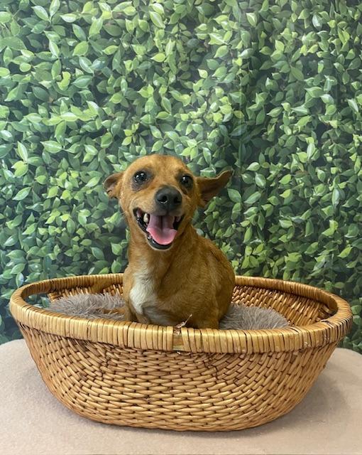 Chili, a Adoptable Chihuahua in Fort Worth, TX image 2/2