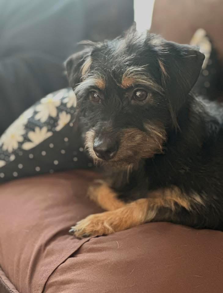 Enlarge Cholula, a Adoptable Dachshund in Bristol, WI image 2/6