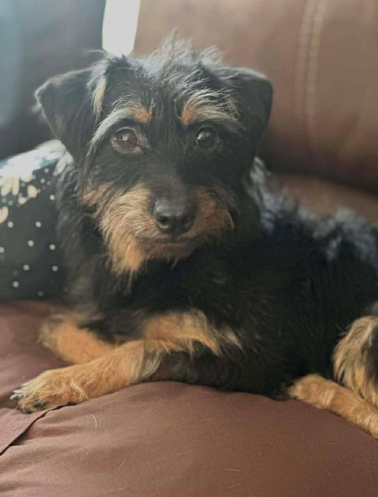 Enlarge Cholula, a Adoptable Dachshund in Bristol, WI image 3/6