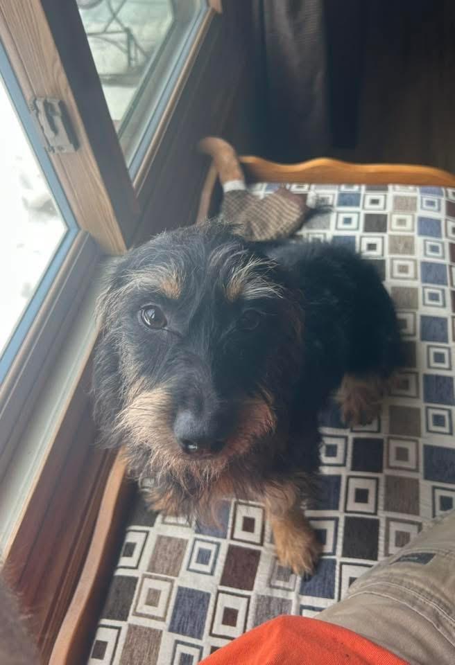 Enlarge Cholula, a Adoptable Dachshund in Bristol, WI image 4/6