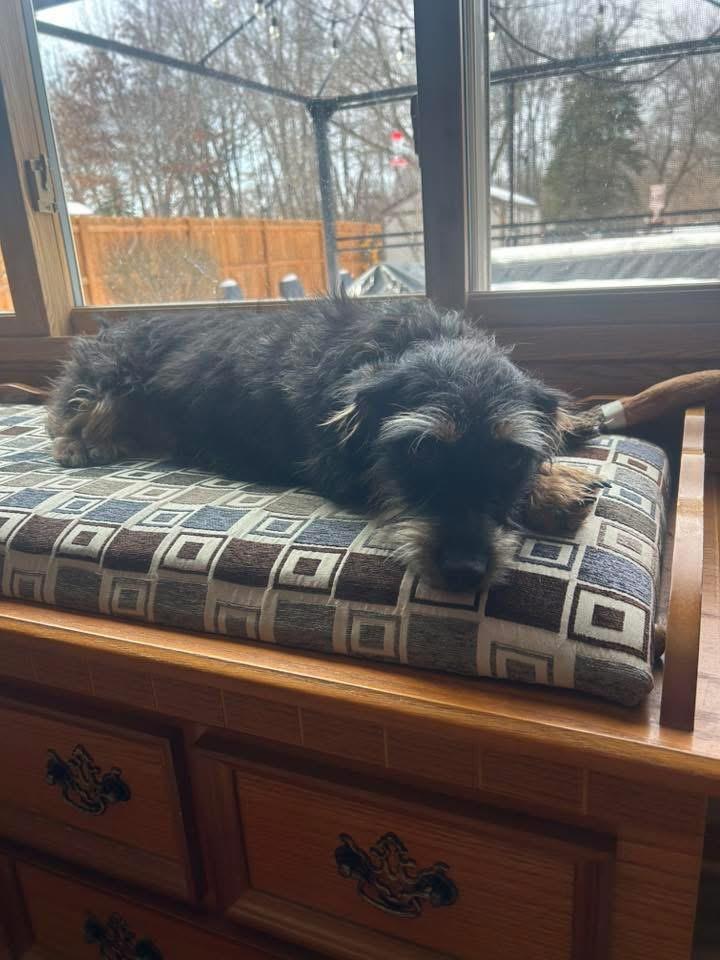 Enlarge Cholula, a Adoptable Dachshund in Bristol, WI image 5/6