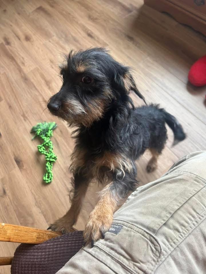 Enlarge Cholula, a Adoptable Dachshund in Bristol, WI image 6/6