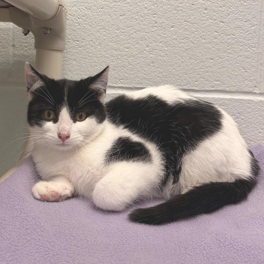 Pop-Tart, Adoptable, Kitten Male Domestic Short Hair.