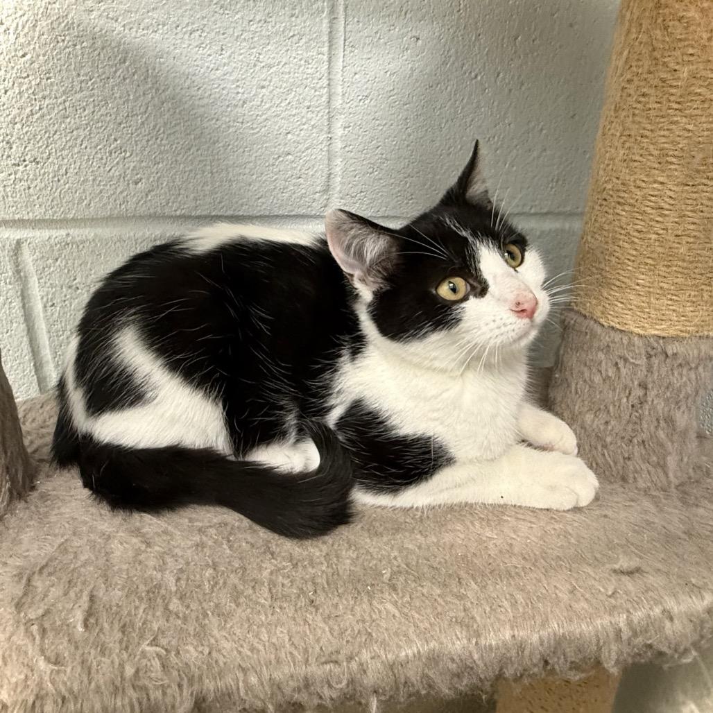 Enlarge Pop-Tart, a Adoptable Domestic Short Hair in Marshall, VA image 2/6