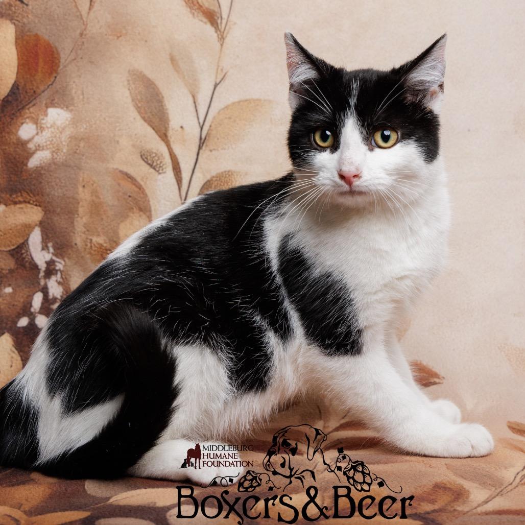 Enlarge Pop-Tart, a Adoptable Domestic Short Hair in Marshall, VA image 4/6