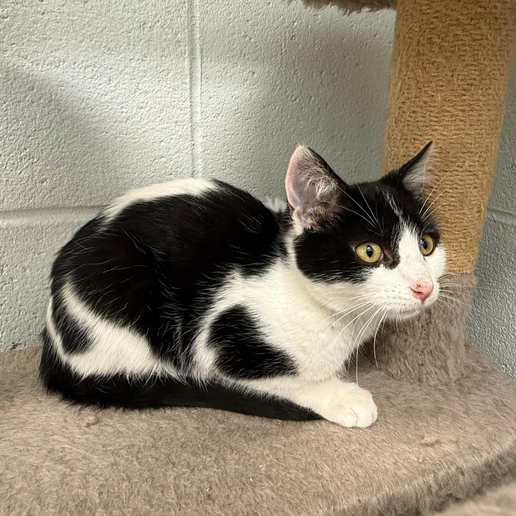 Enlarge Pop-Tart, a Adoptable Domestic Short Hair in Marshall, VA image 5/6