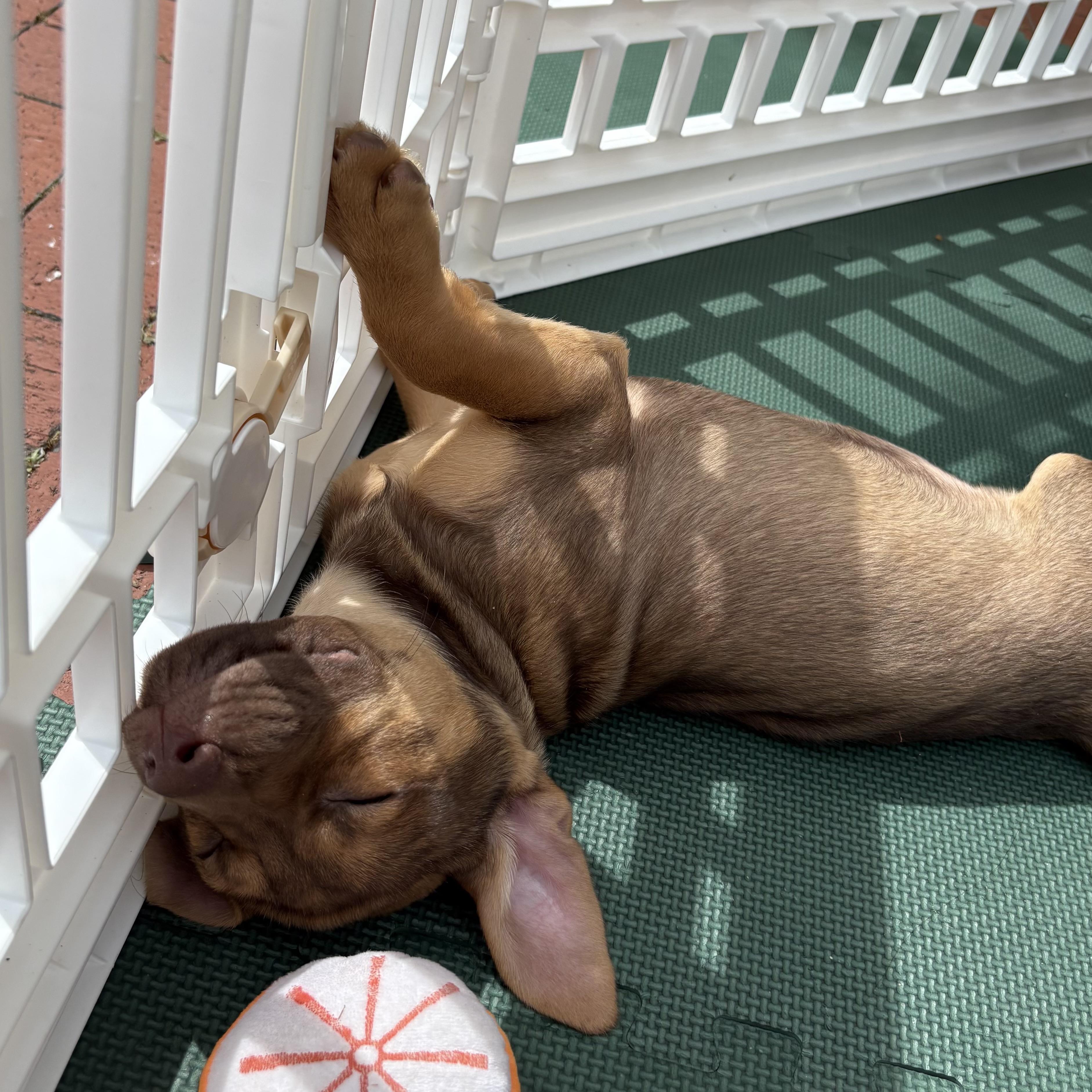 Enlarge Tasmanian Devil, a Adoptable mixed breed in Port Byron , NY image 3/6