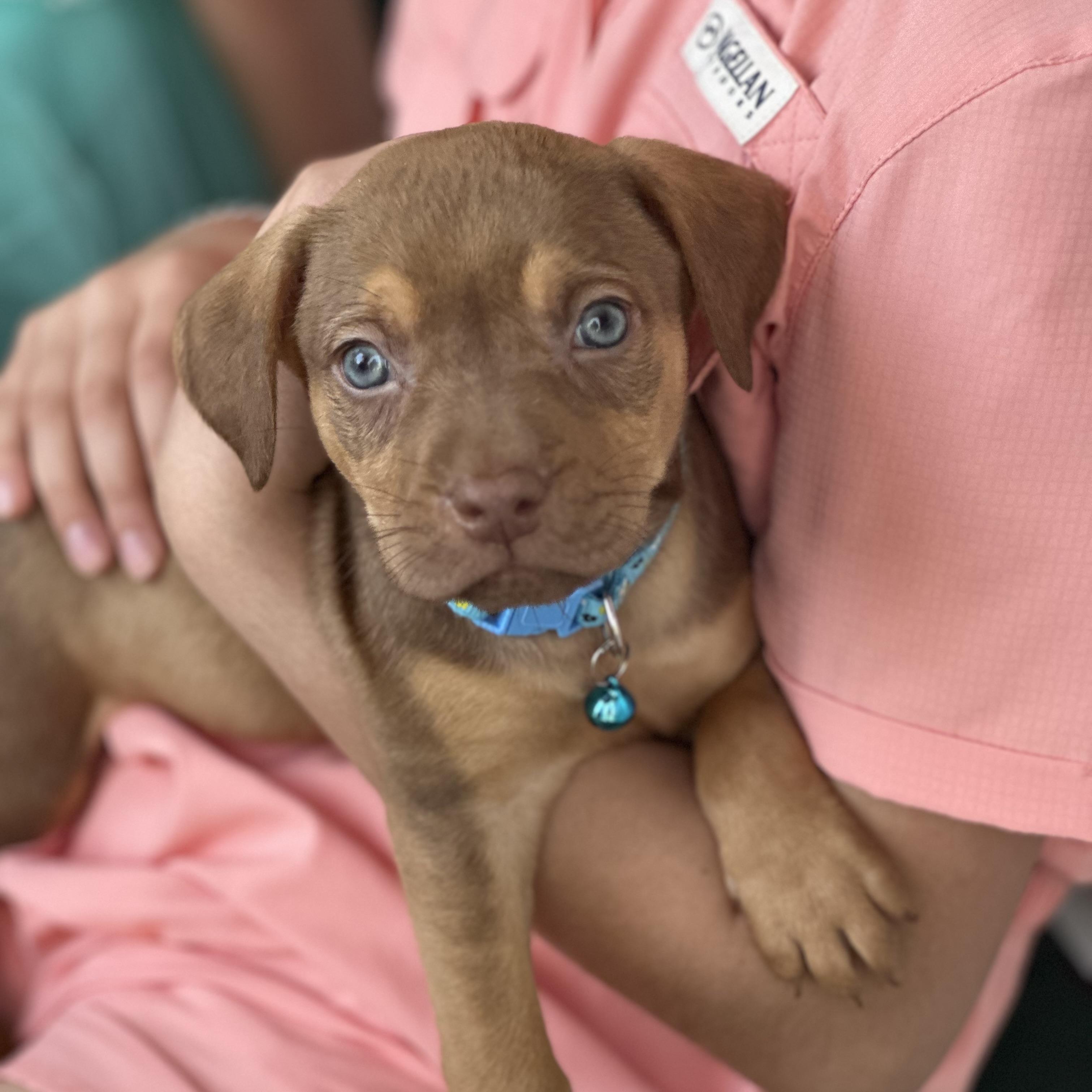 Enlarge Tasmanian Devil, a Adoptable mixed breed in Port Byron , NY image 4/6