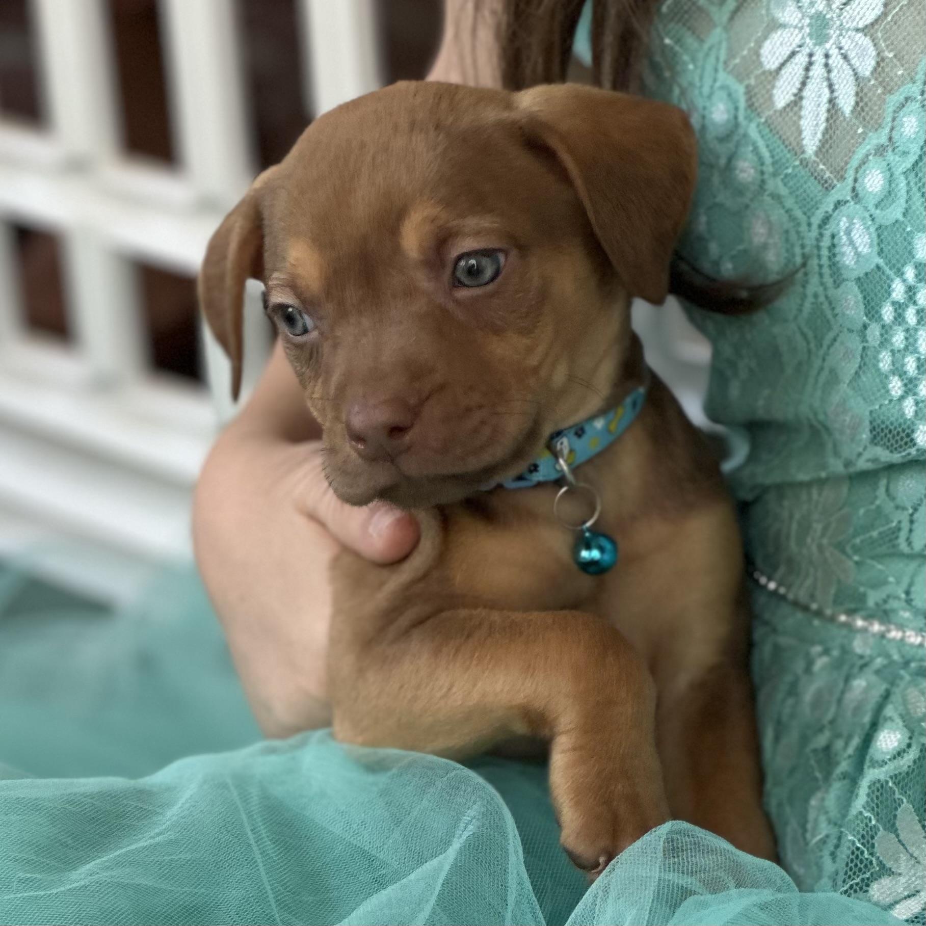 Enlarge Tasmanian Devil, a Adoptable mixed breed in Port Byron , NY image 5/6