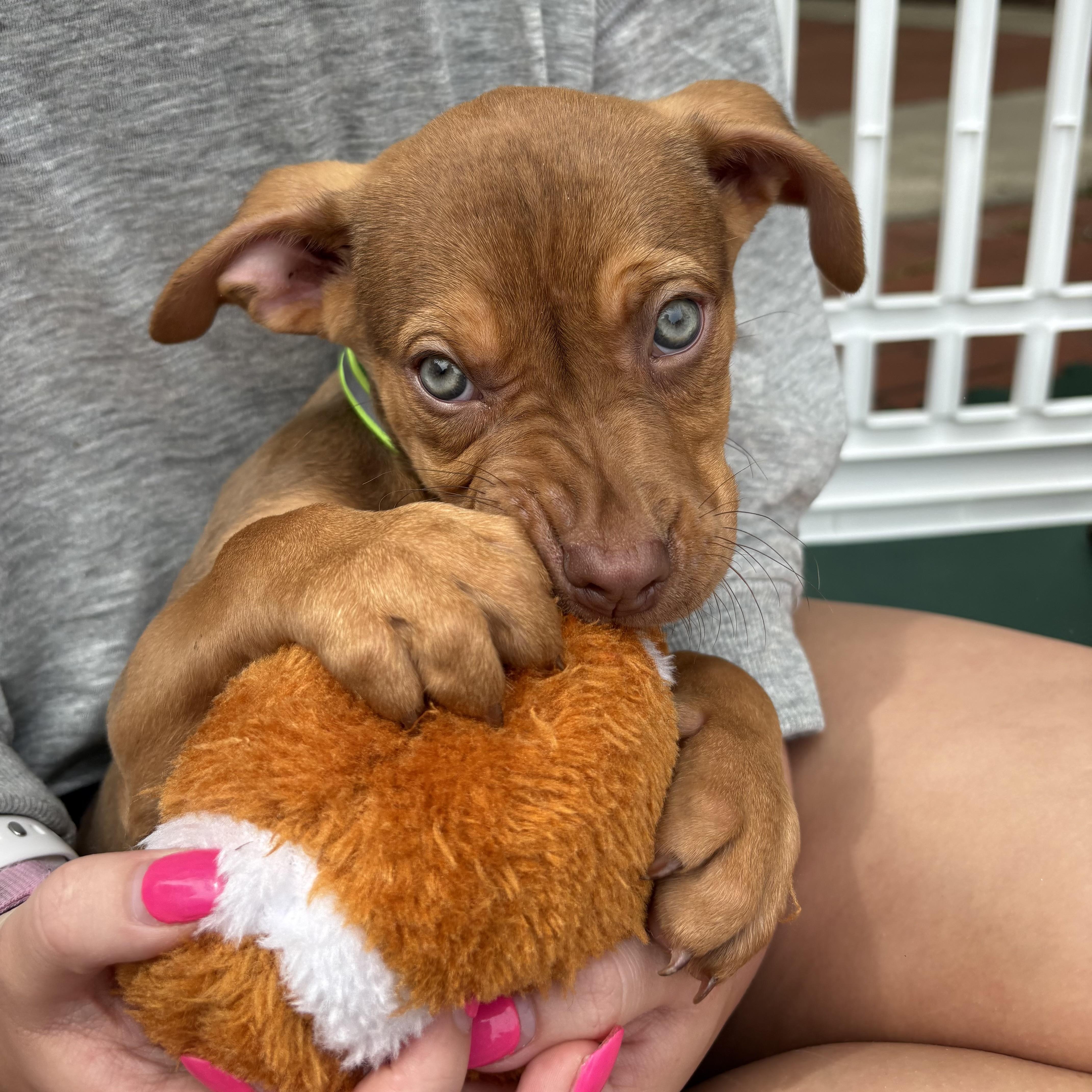 Enlarge Tasmanian Devil, a Adoptable mixed breed in Port Byron , NY image 2/6