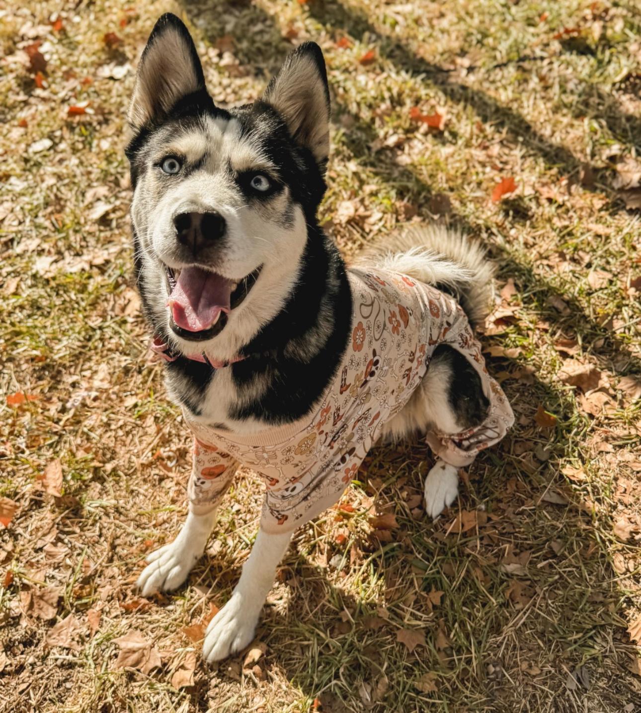 Betty Lou, an adoptable Husky in Billings, MT, 59102 | Photo Image 3