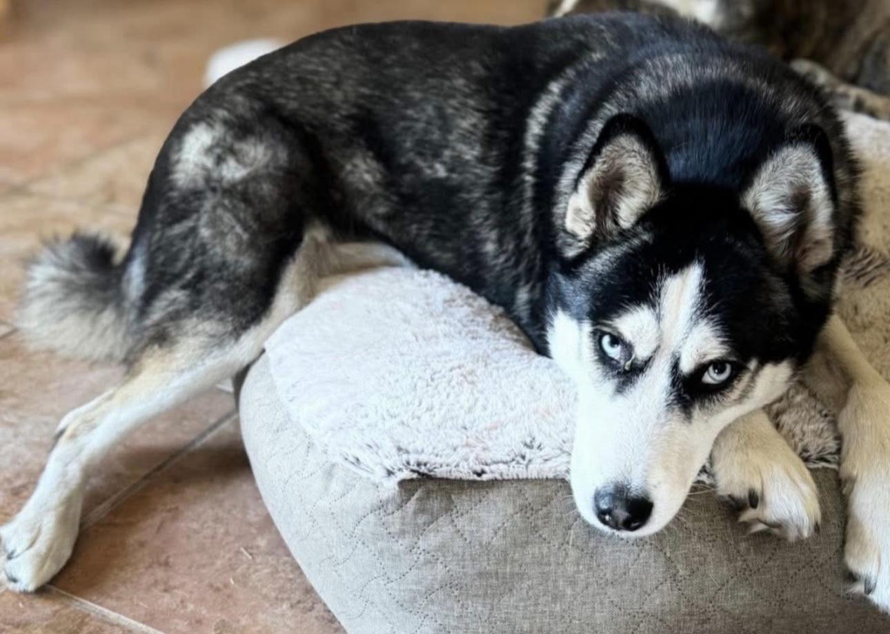 Betty Lou, an adoptable Husky in Billings, MT, 59102 | Photo Image 1