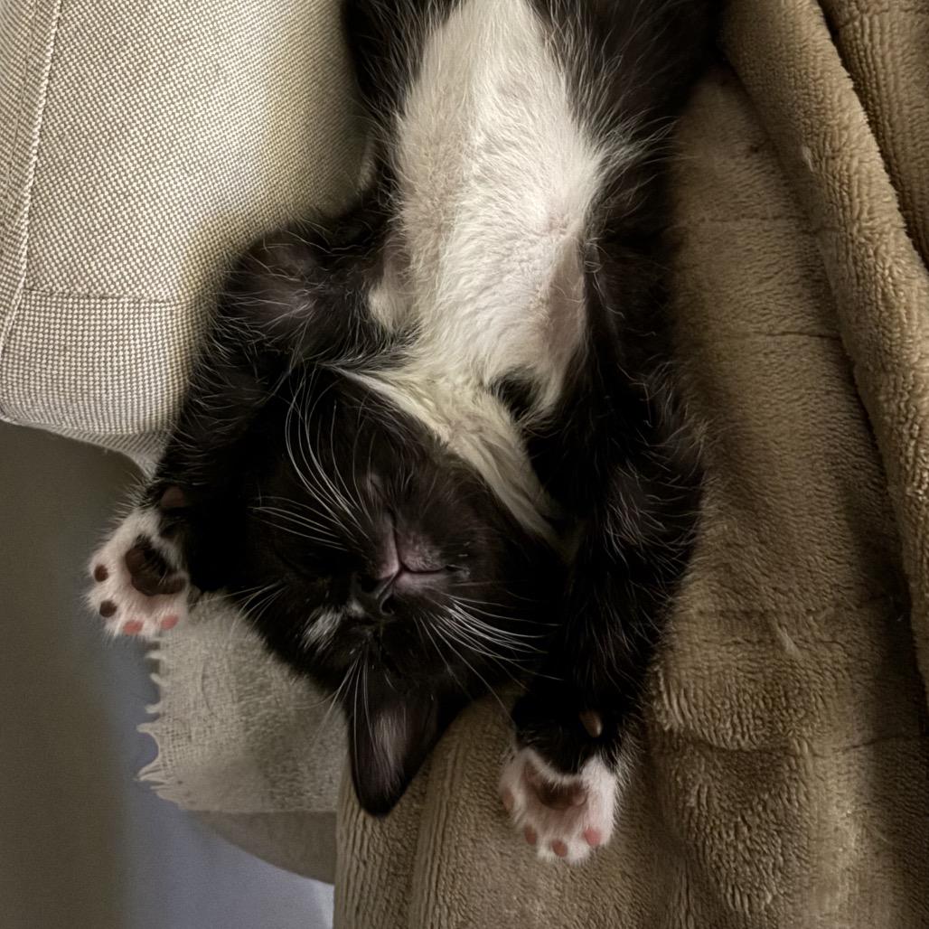 Enlarge East Lansing, a Adoptable Domestic Short Hair in Fayetteville, GA image 1/2