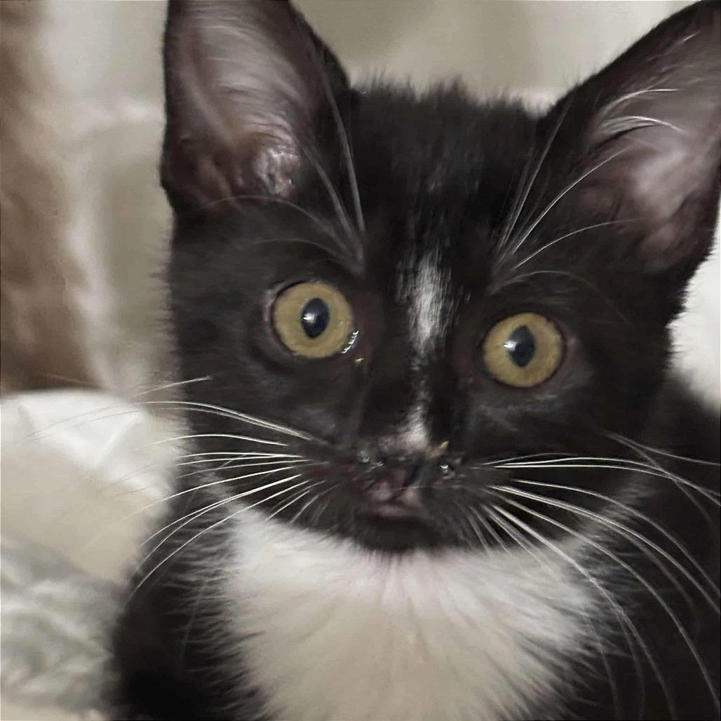 Enlarge East Lansing, a Adoptable Domestic Short Hair in Fayetteville, GA image 2/2