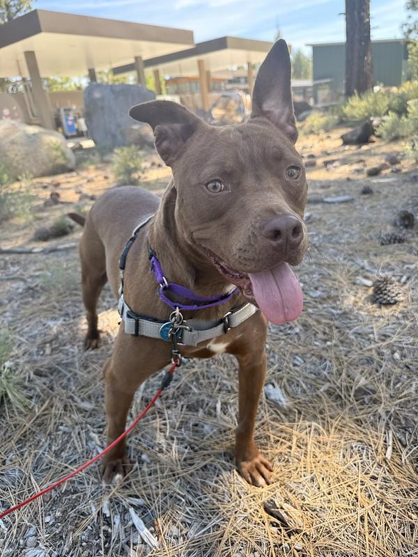 Enlarge Cody, a ADOPTABLE mixed breed in Truckee, CA image 4/4