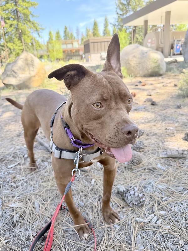 Cody, ADOPTABLE, Adult Male Mixed Breed.