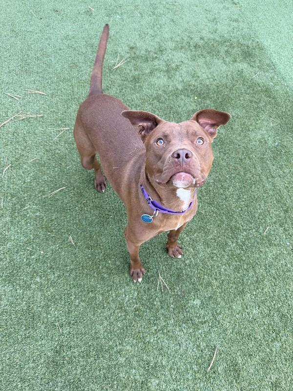 Enlarge Cody, a ADOPTABLE mixed breed in Truckee, CA image 2/4
