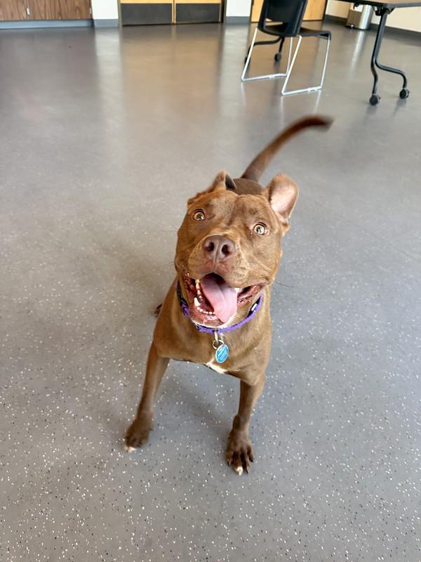 Enlarge Cody, a ADOPTABLE mixed breed in Truckee, CA image 3/4