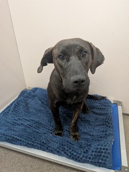 Puddin, Adoptable, Young Female Mixed Breed & Mixed Breed.