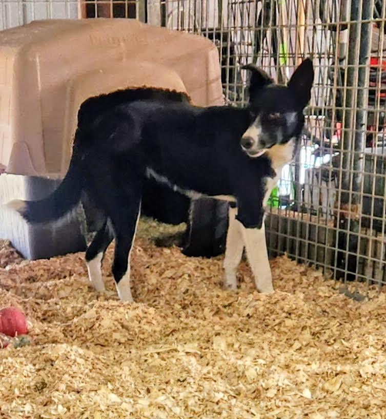 Dixie, Adoptable, Young Female Border Collie.