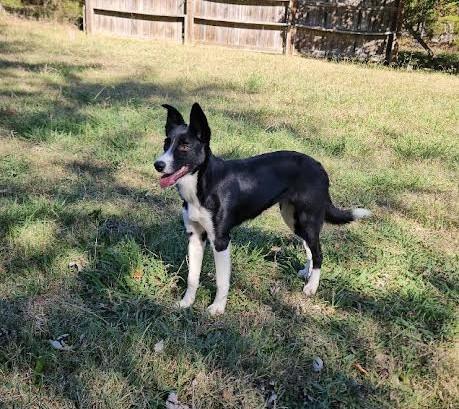 Enlarge Dixie, a Adoptable Border Collie in Marshall, AR image 2/6