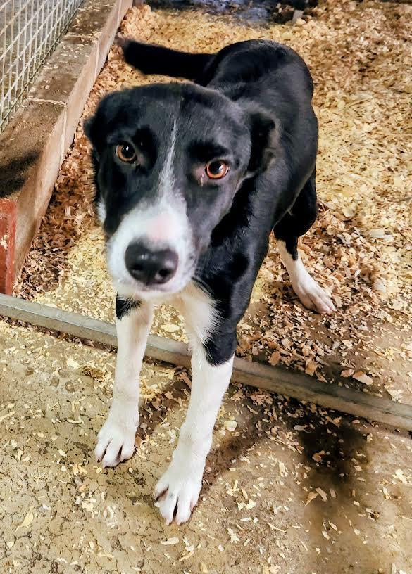 Enlarge Dixie, a Adoptable Border Collie in Marshall, AR image 3/6