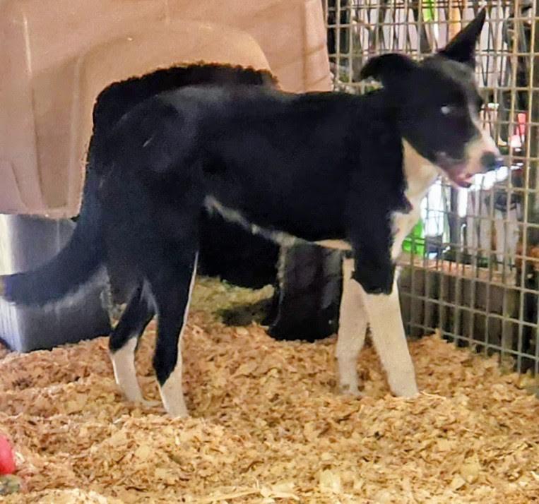 Enlarge Dixie, a Adoptable Border Collie in Marshall, AR image 4/6