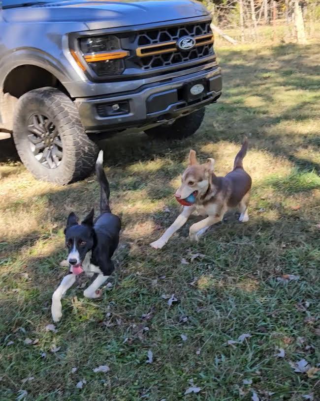 Enlarge Dixie, a Adoptable Border Collie in Marshall, AR image 5/6