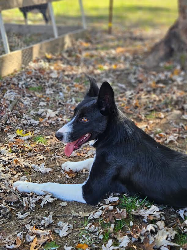 Enlarge Dixie, a Adoptable Border Collie in Marshall, AR image 6/6