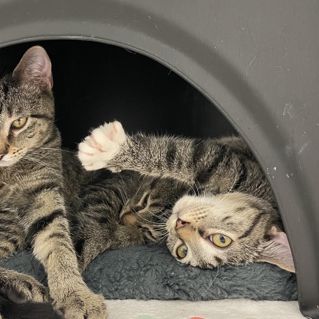 Candy, Adoptable, Kitten Female Domestic Short Hair.