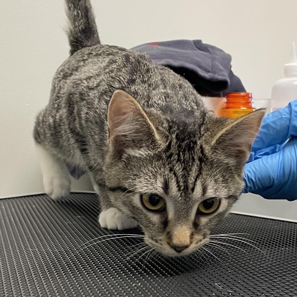 Enlarge Candy, a Adoptable Domestic Short Hair in Nashville, TN image 2/2