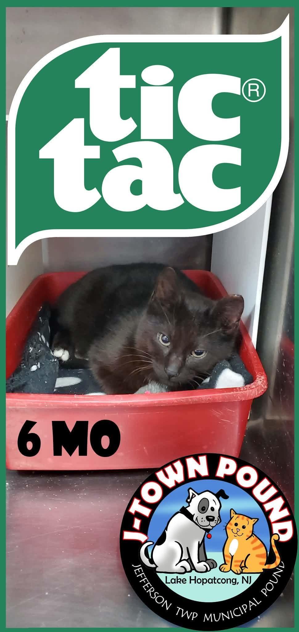 Tic-Tac, ADOPTABLE, Kitten Male Domestic Short Hair.
