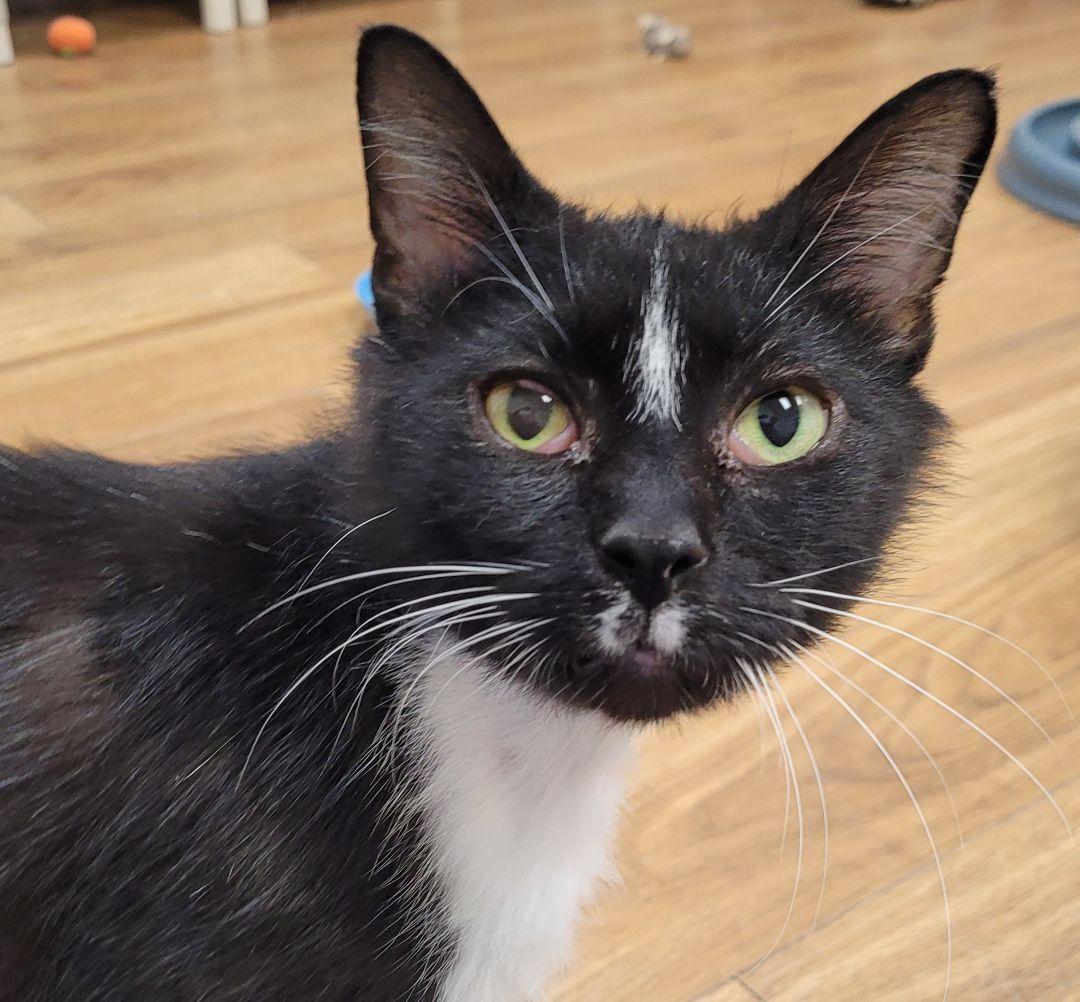 Enlarge Tally, a Adoptable Domestic Medium Hair in Decatur, IL image 3/4