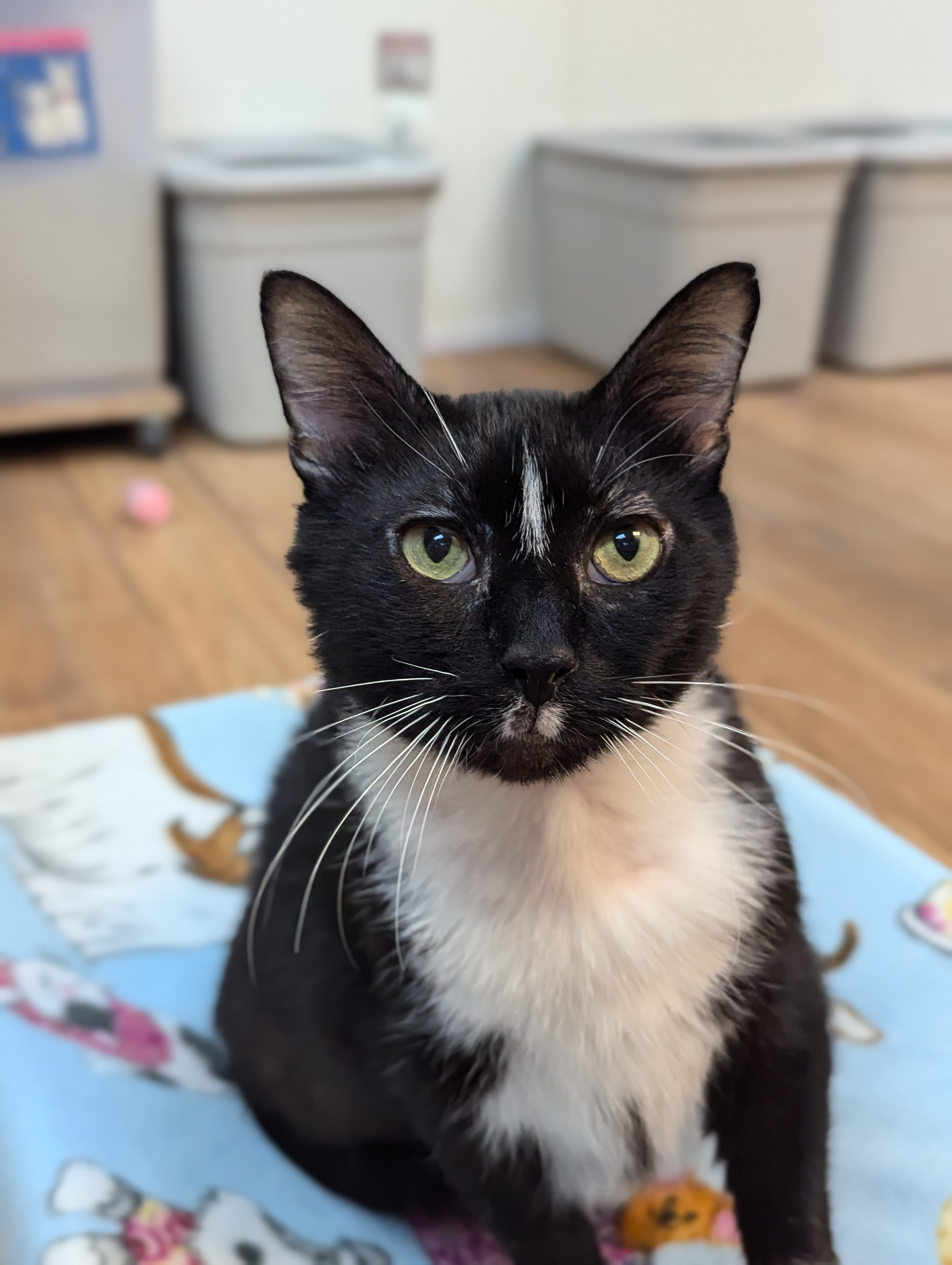 Tally, Adoptable, Adult Male Domestic Medium Hair.