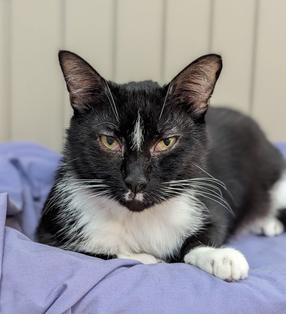 Enlarge Tally, a Adoptable Domestic Medium Hair in Decatur, IL image 4/4